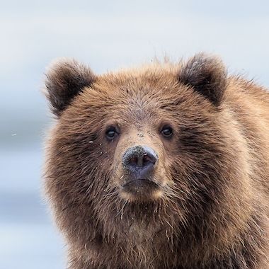 Bearcraft34
