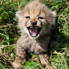Cheetahxoxo