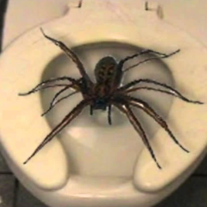 blackete