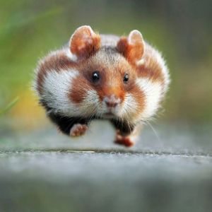Gusmouille