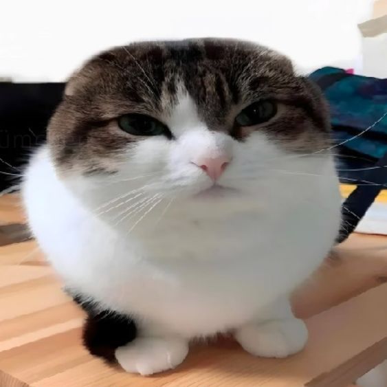 TheTopLambo