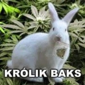 KrolikBaks