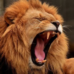ceddix
