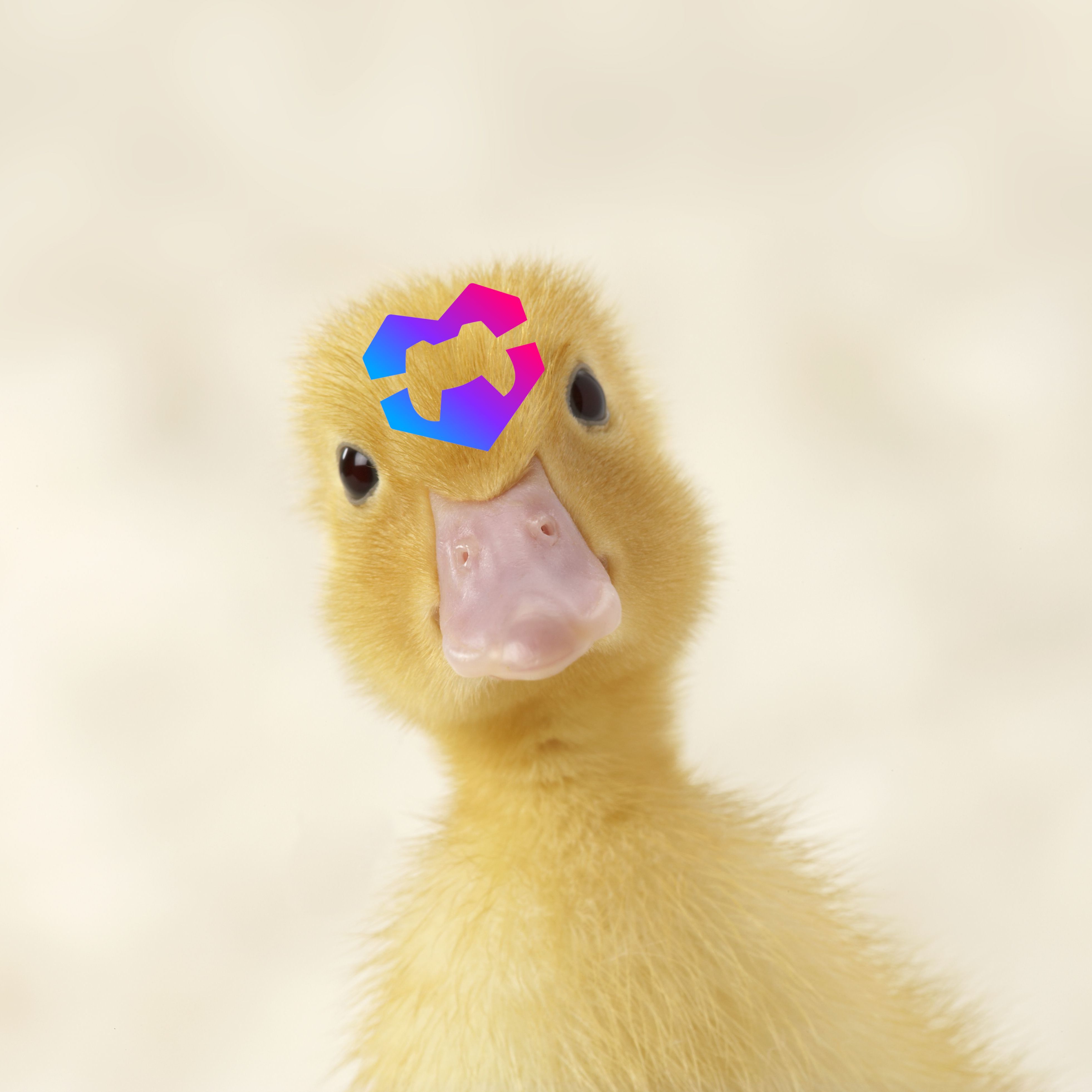 MUC Ducks