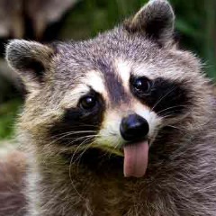 Waccoon