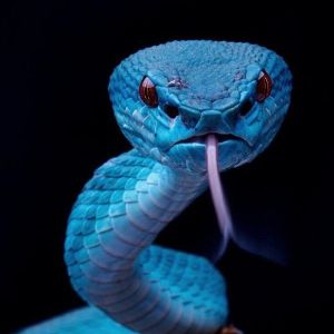 Snake_ng