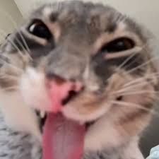 mewashh_