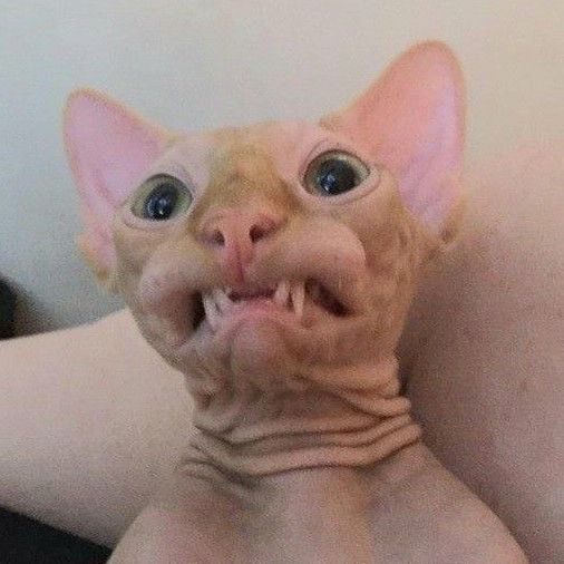 Kalmox_